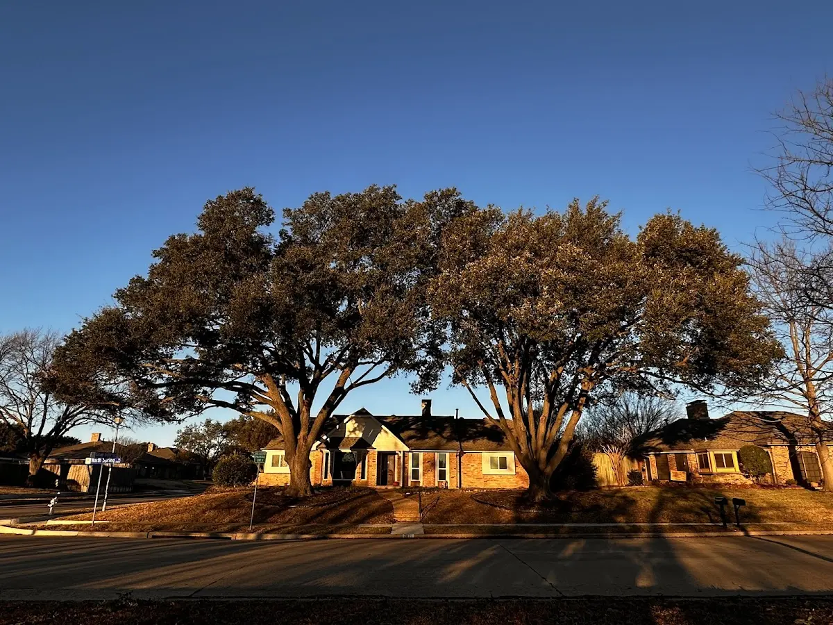 Established residential canopy tree shading a home in Zap